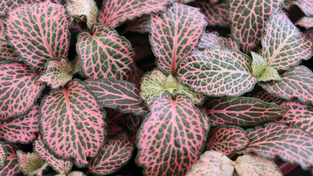 Fittonia: How to grow and care for the nerve plant